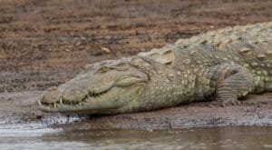 See This Massive Mugger Crocodile Ambush an Unsuspecting Deer at the Watering Hole Picture