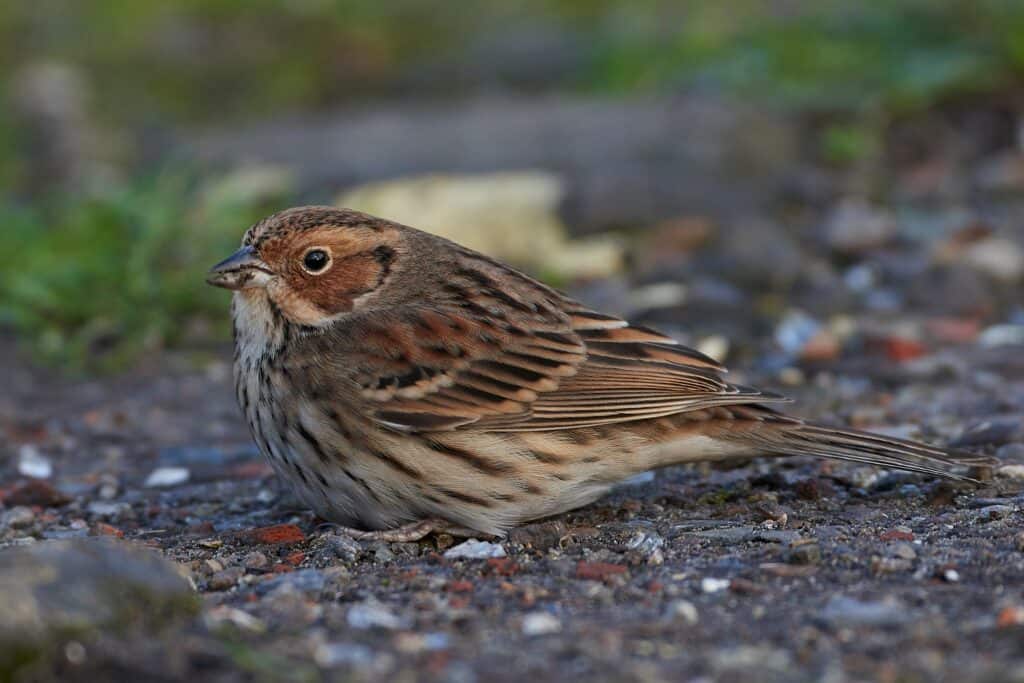 Little bunting