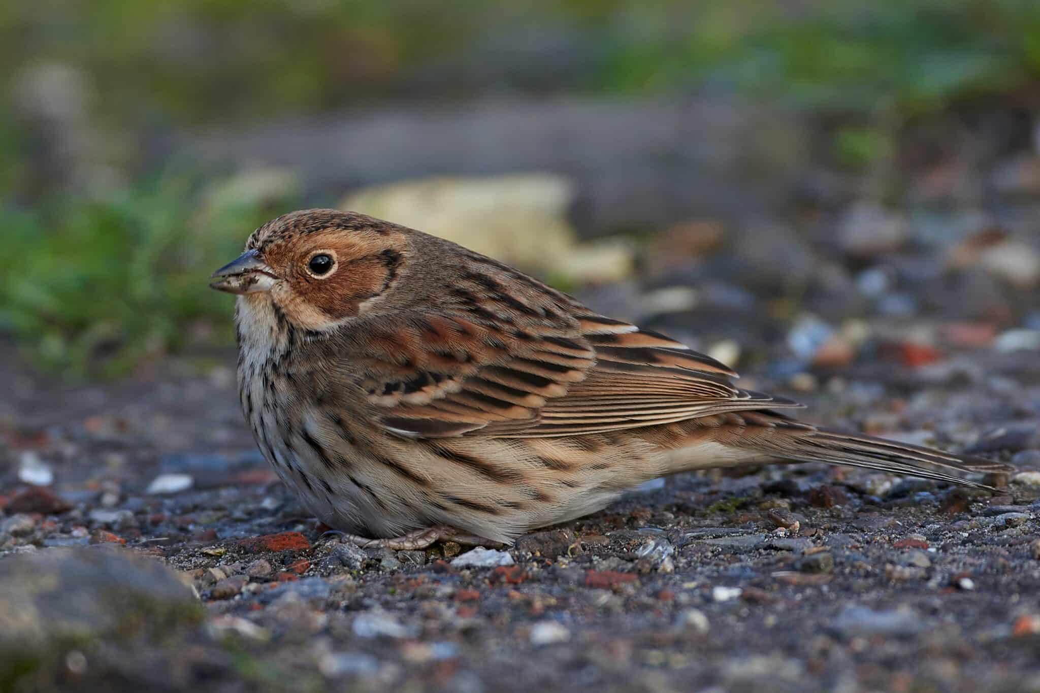 Types Of Brown Birds