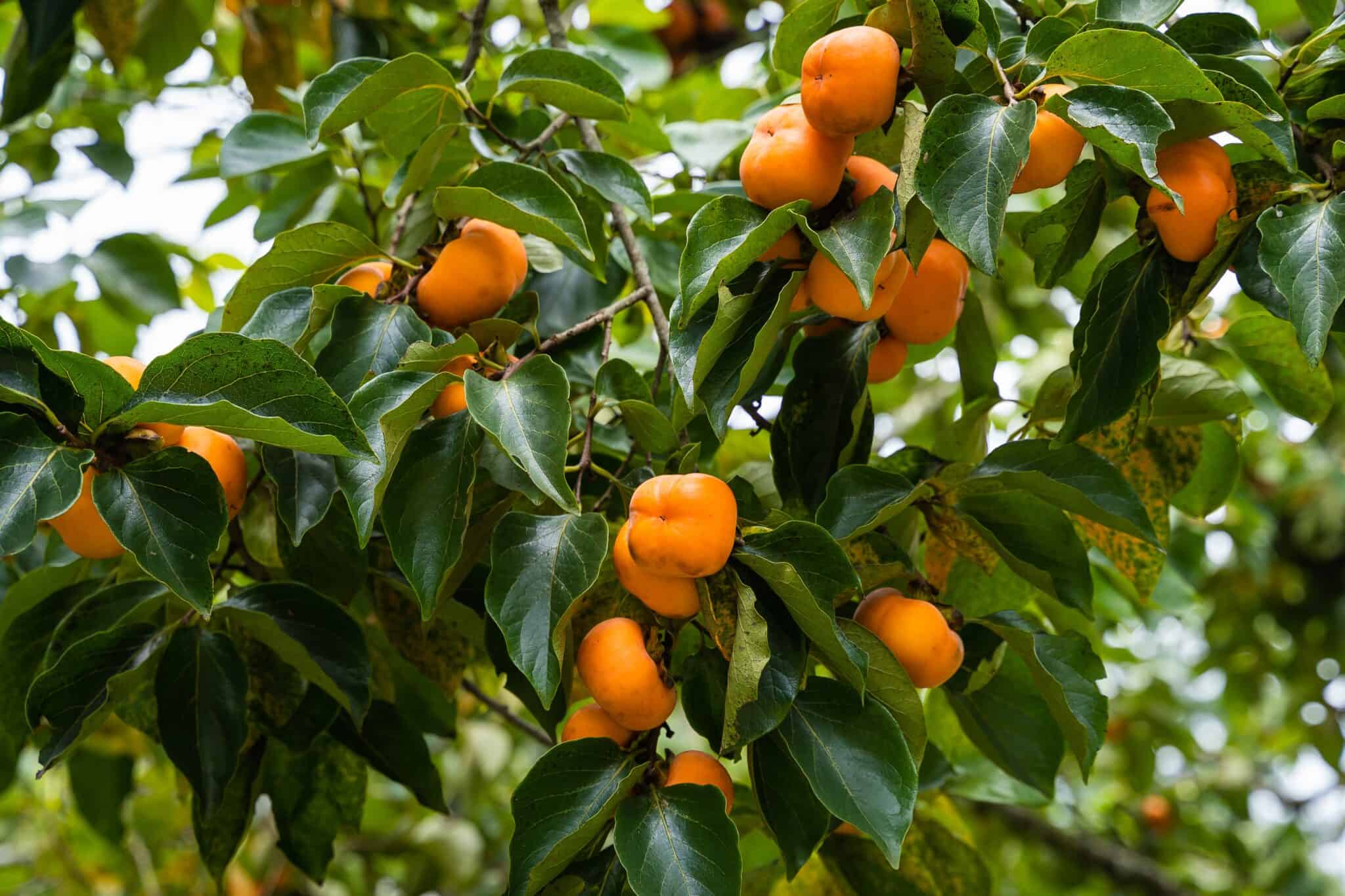 Persimmon vs. Kumquat - A-Z Animals