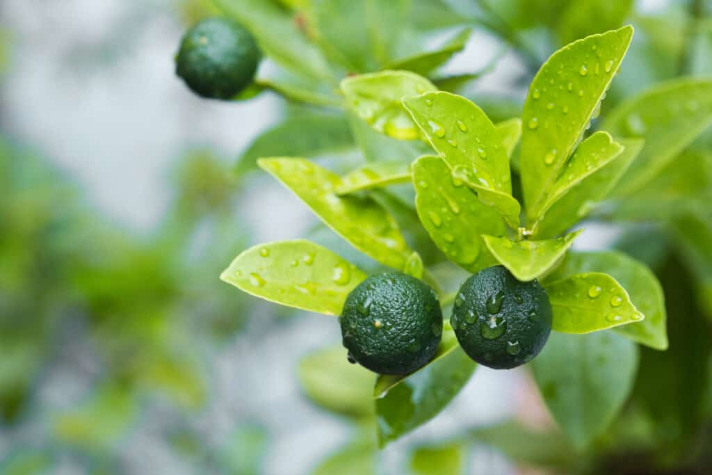 Full frame image of a branch of a calamansi tree branch with bright green leaves. Three dark green Calamansi fruits are hanging from the branch.