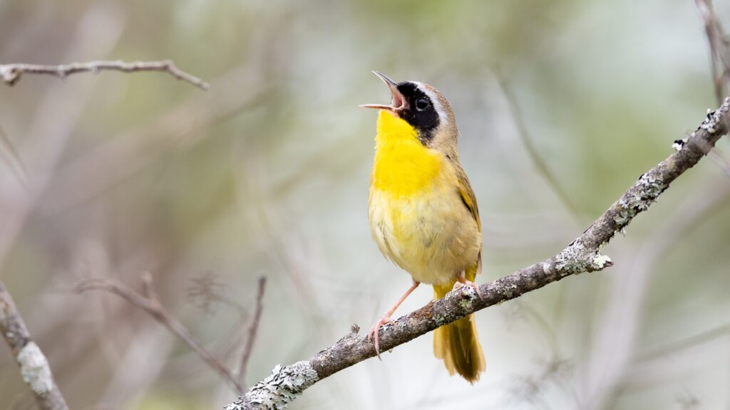 A Common Yellowthroat, Geothlypis trichas, sings from its perch.