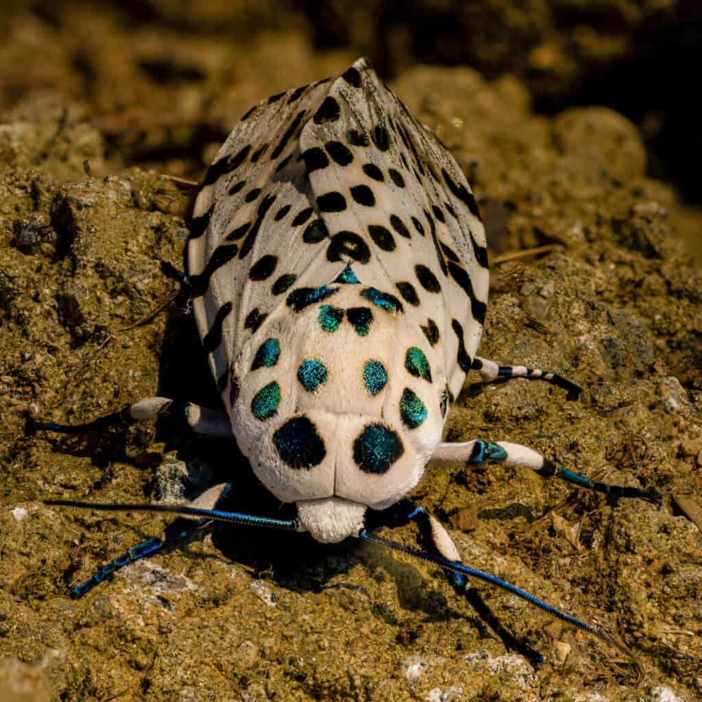 Cute, colorful moth has appetite for maple leaves, Outdoors