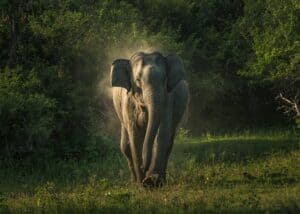 Even the King of the Jungle Runs When a Bull Elephant Charges photo