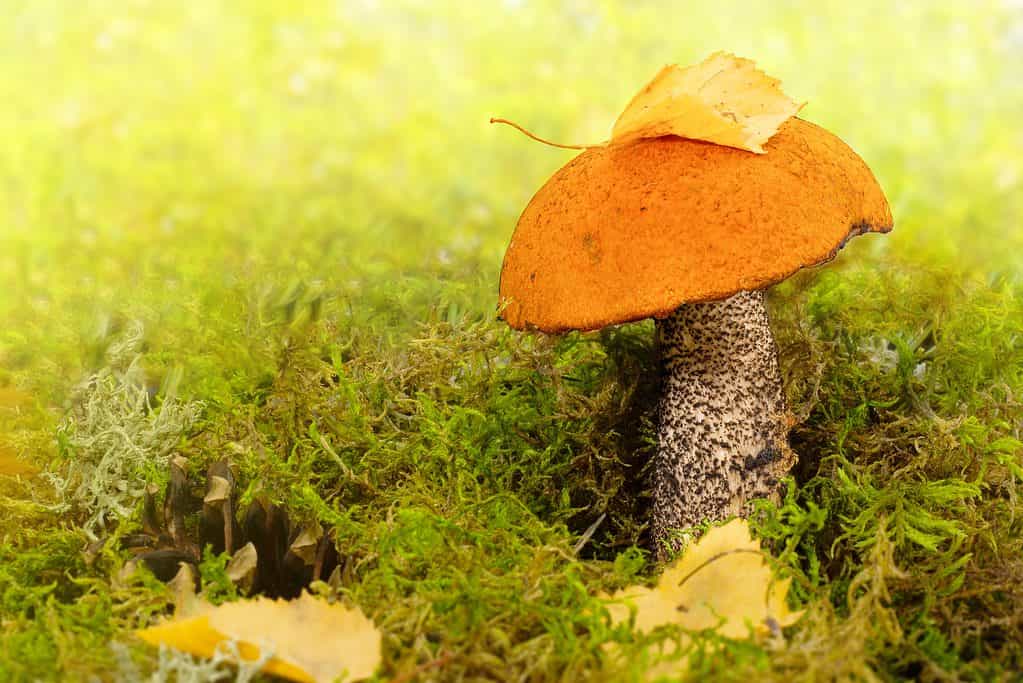 Orange capped bolete mushroom