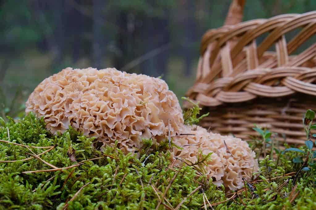 Basket behind cauliflower mushroom growing in forest