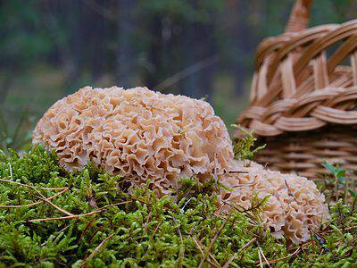 A Mushroom Hunting in Alabama: A Complete Guide