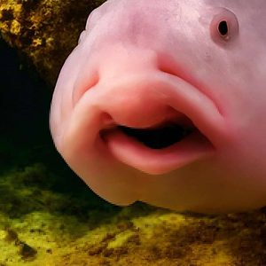 What does a human impact do in the blob fish's extinction.