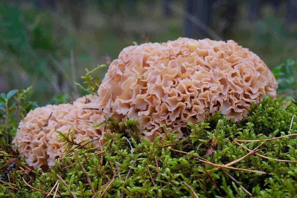 Cauliflower mushrooms in the wild