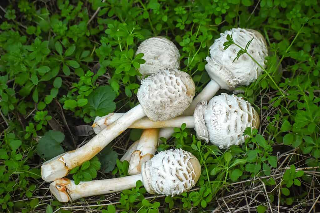 Harvested young parasol mushrooms