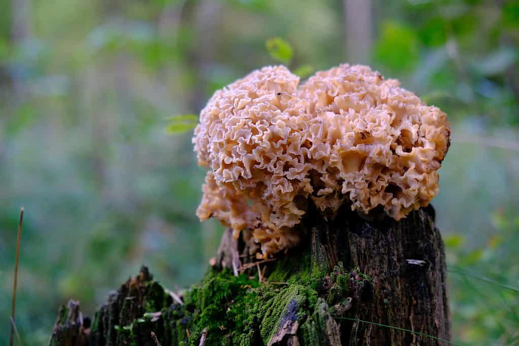 Cauliflower mushrooms growing on a stump