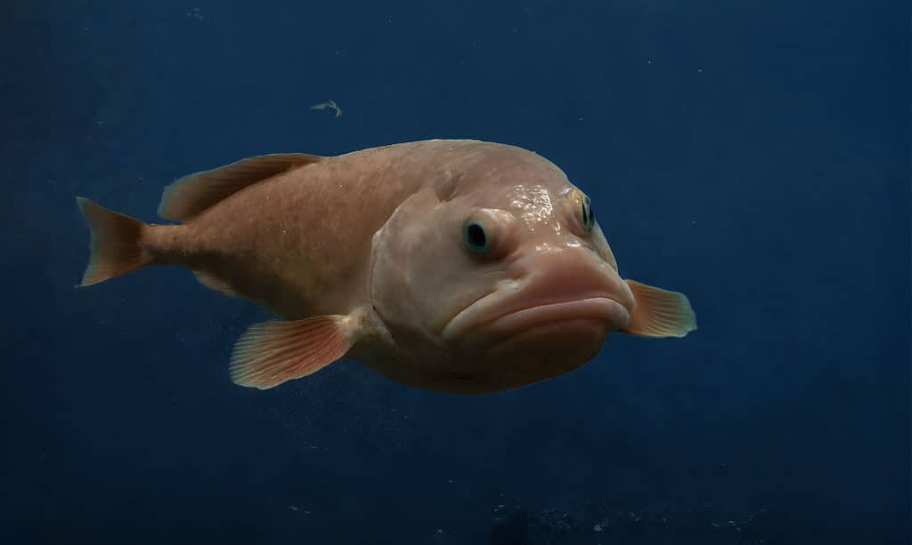 blob fish