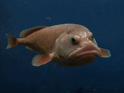 A Blobfish