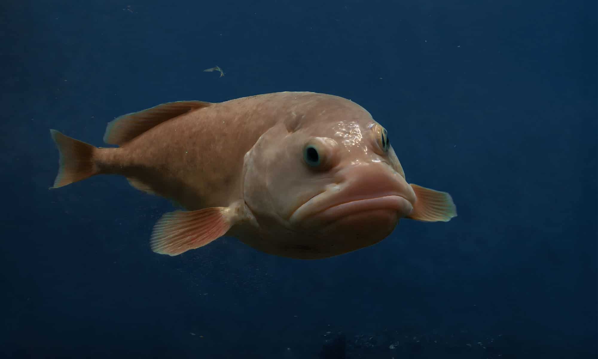 Do Blobfish Have Bones? Their Internals Explained - AZ Animals