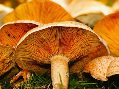 A Red Pine Mushrooms: A Complete Guide