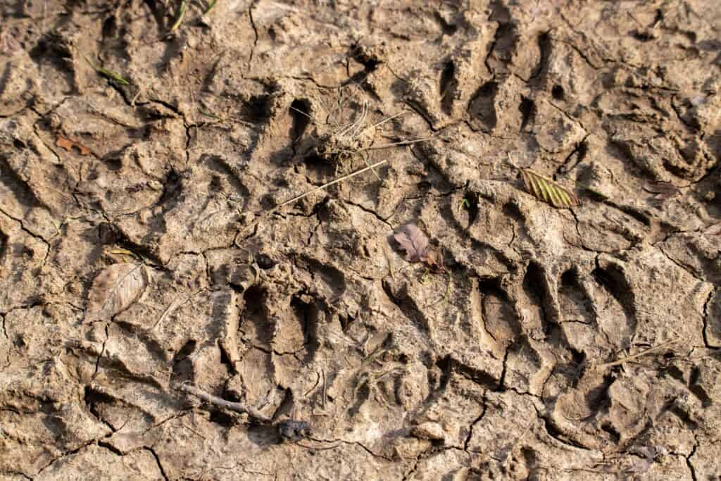 sheep footprints