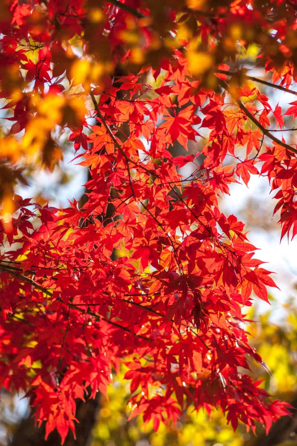 Korean Maple Vs. Japanese Maple: Autumn Color Trees