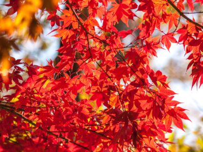 A Korean Maple vs. Japanese Maple: Two Stunning Trees for Autumn Color