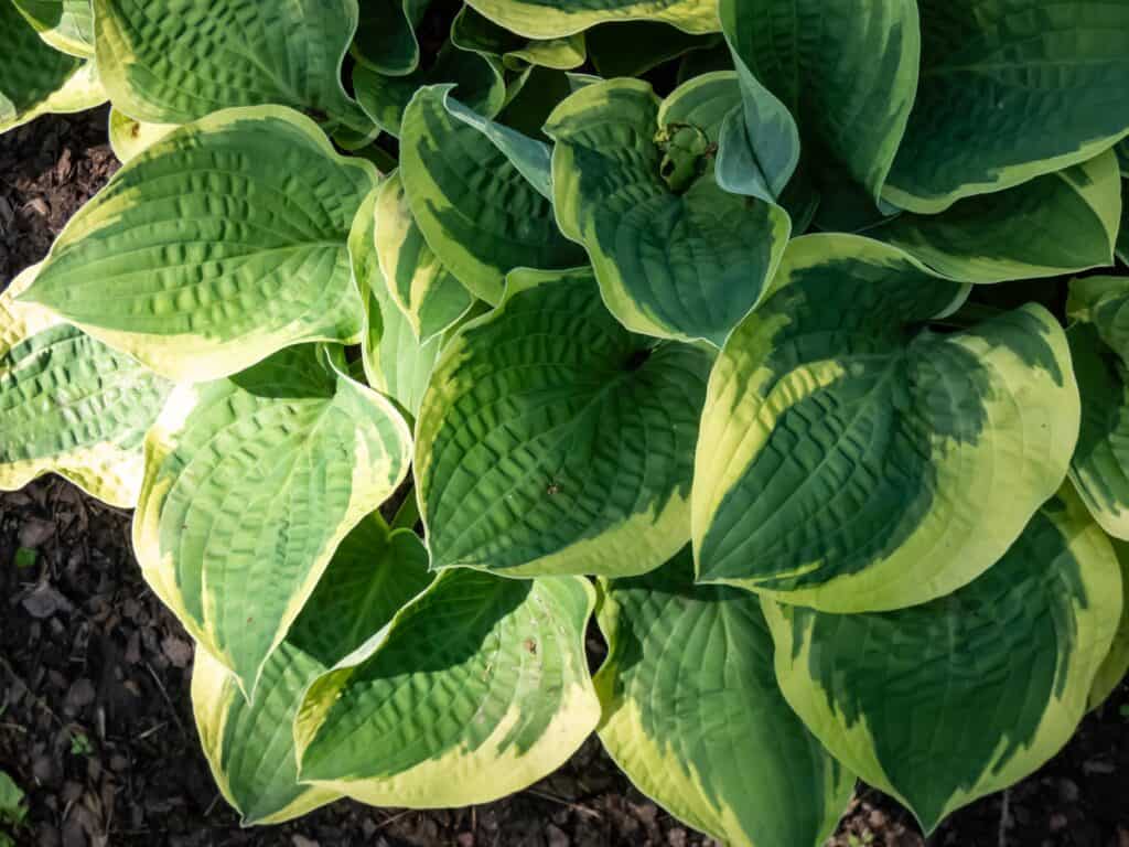 Hostas grow ribbed leaves that are large and flat.