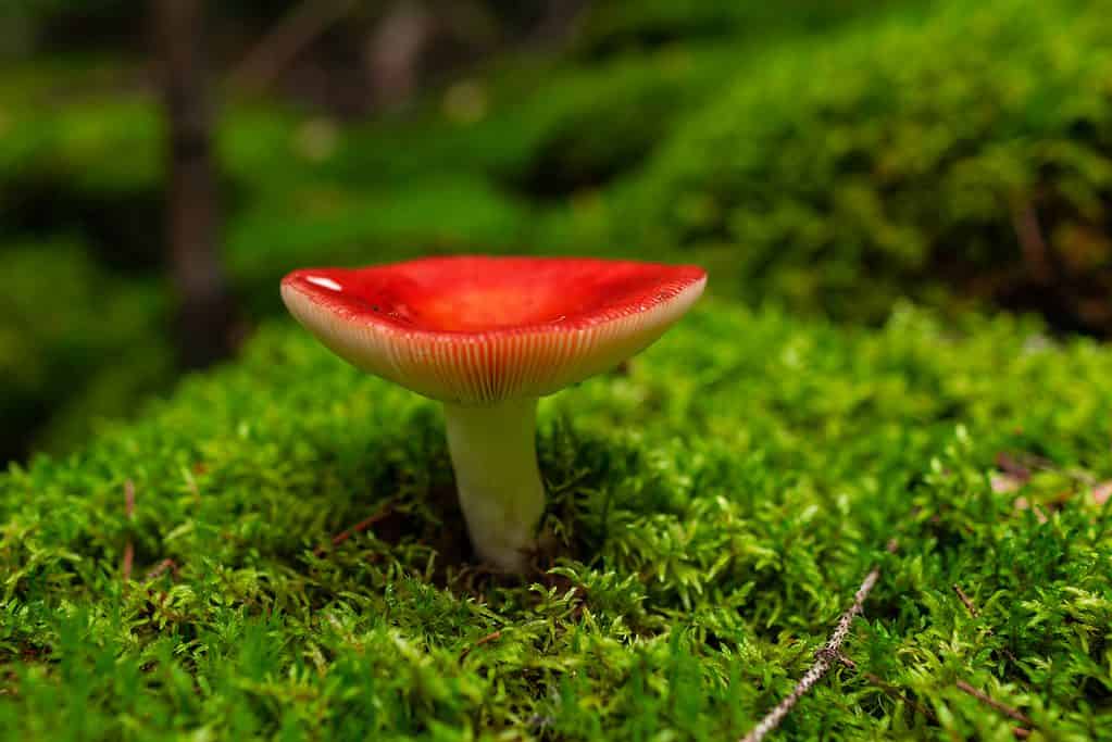 Red capped russula mushroom in moss