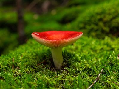 A Russula Mushrooms: A Complete Guide