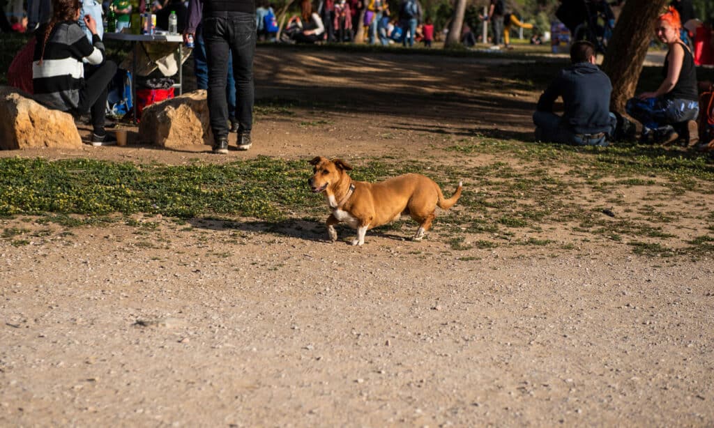 A dog in the earth day celebration