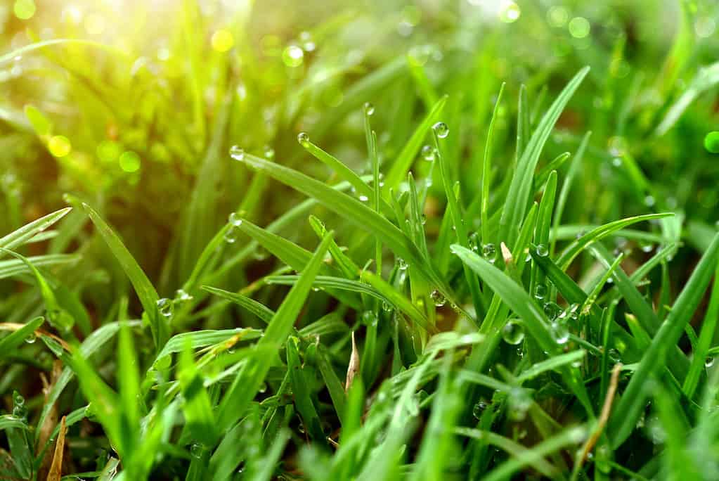 Dewey St. Augustine grass in early morning sun