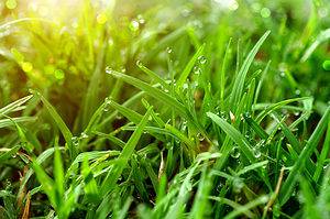 St. Augustine Grass in Your Lawn: How to Grow, Maintain and Control Your Turf  Picture