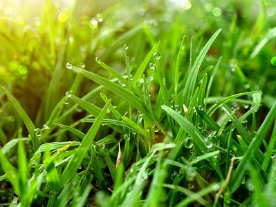 A St. Augustine Grass in Your Lawn: How to Grow, Maintain and Control Your Turf 