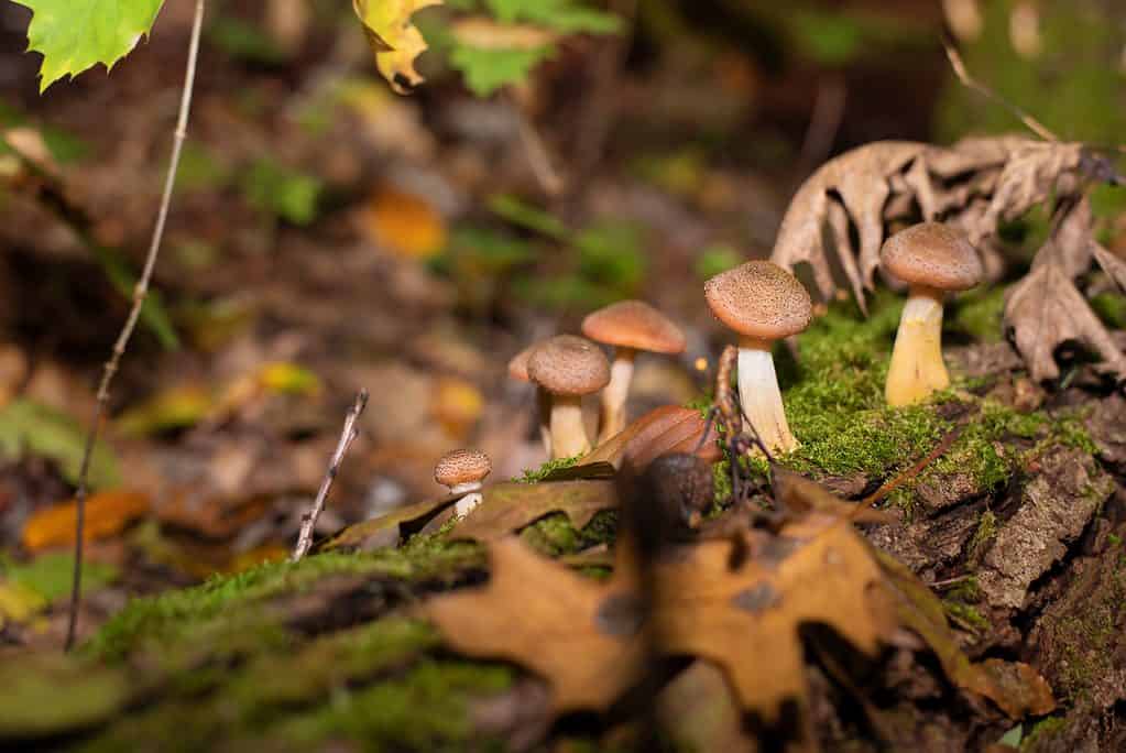 Brown beech mushrooms growing in the wild