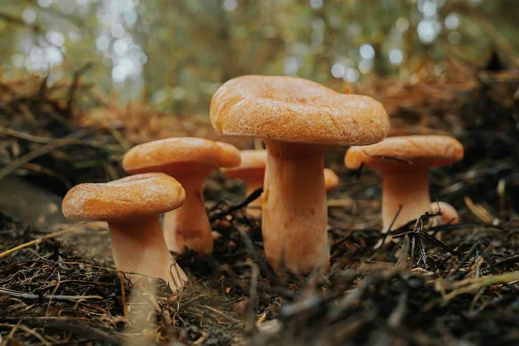 Young red pine mushrooms growing in forest