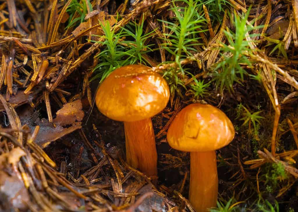 Bright yellow russula mushrooms growing wild