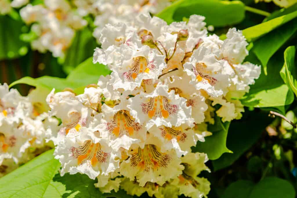 Northern catalpa with trumpet-shaped white flowers