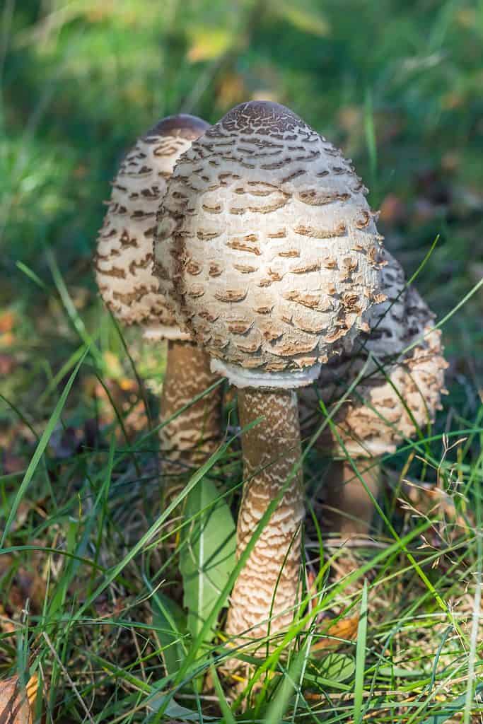 Young parasol mushrooms unopened