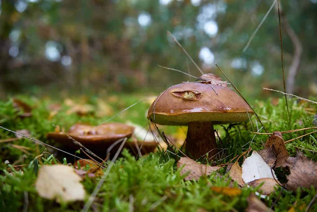 Saffron milk cap mushrooms