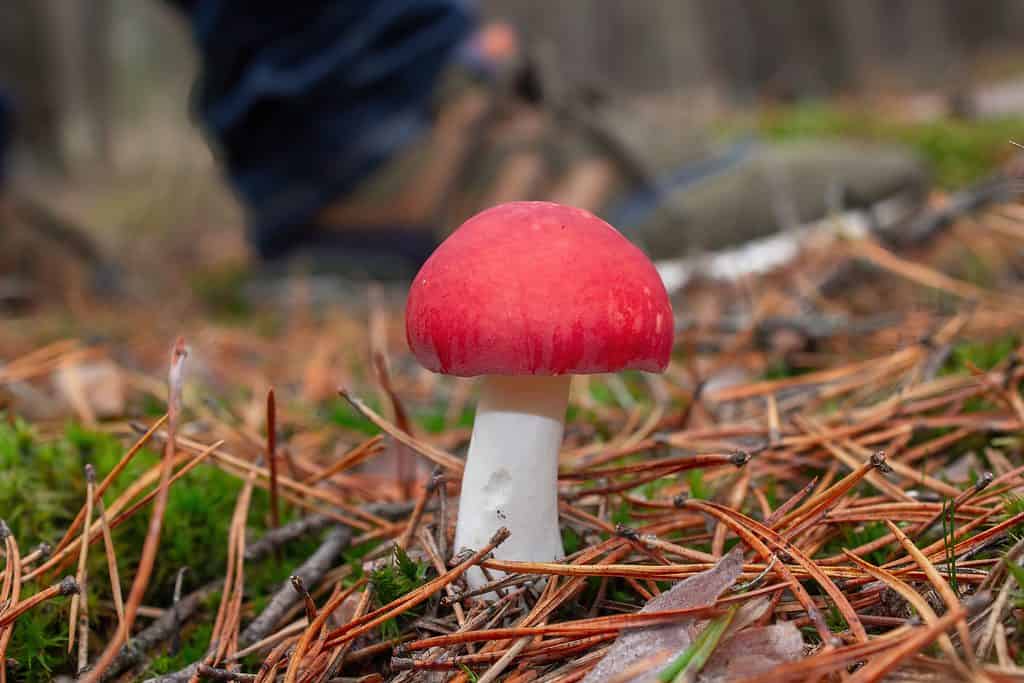 Red capped russula growing in wild