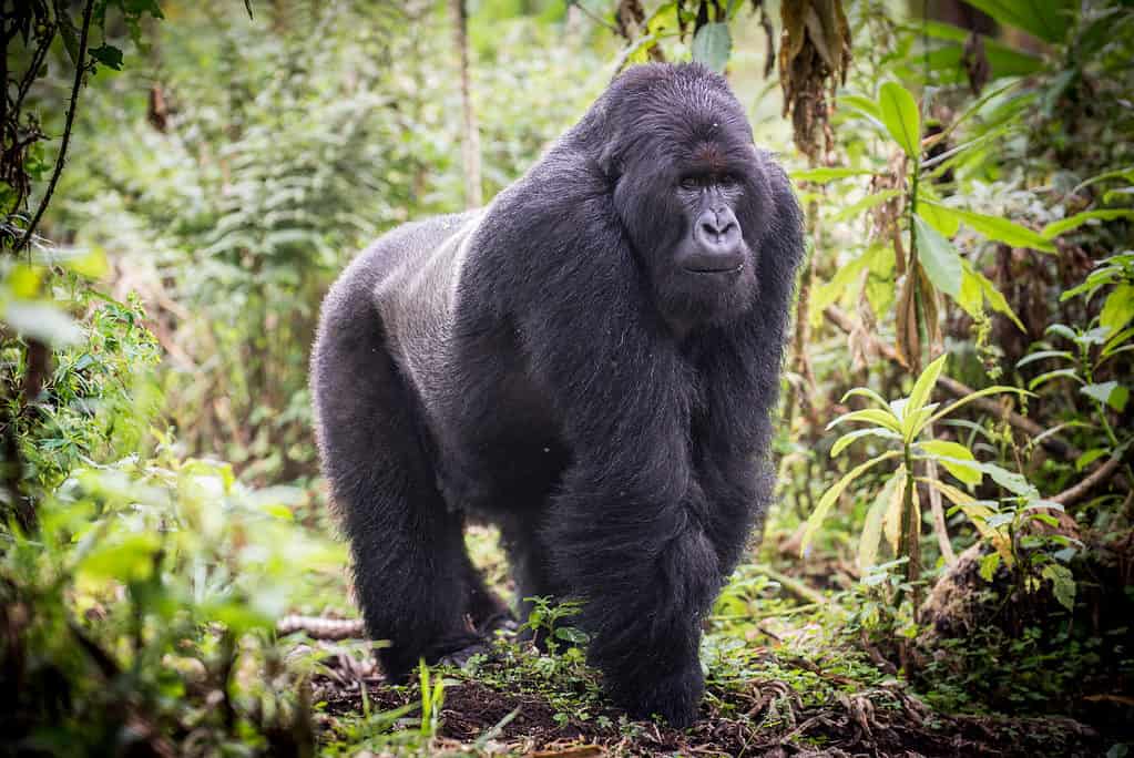 Silverback gorilla