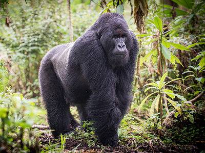 A Gorilla Quiz: Test Your Knowledge!