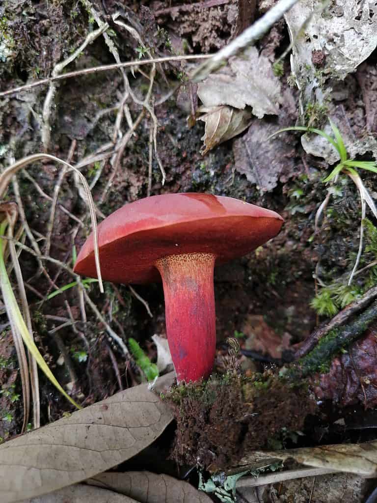 red/purple bolete mushroom cut