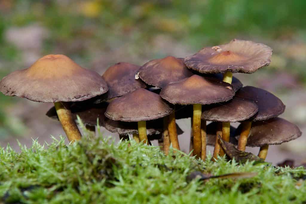 Brick cap mushrooms growing from the ground in a patch