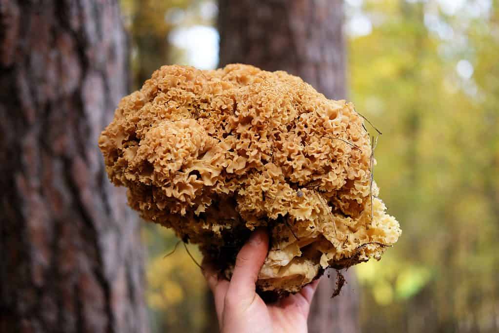 Cauliflower mushroom cut and held in hand