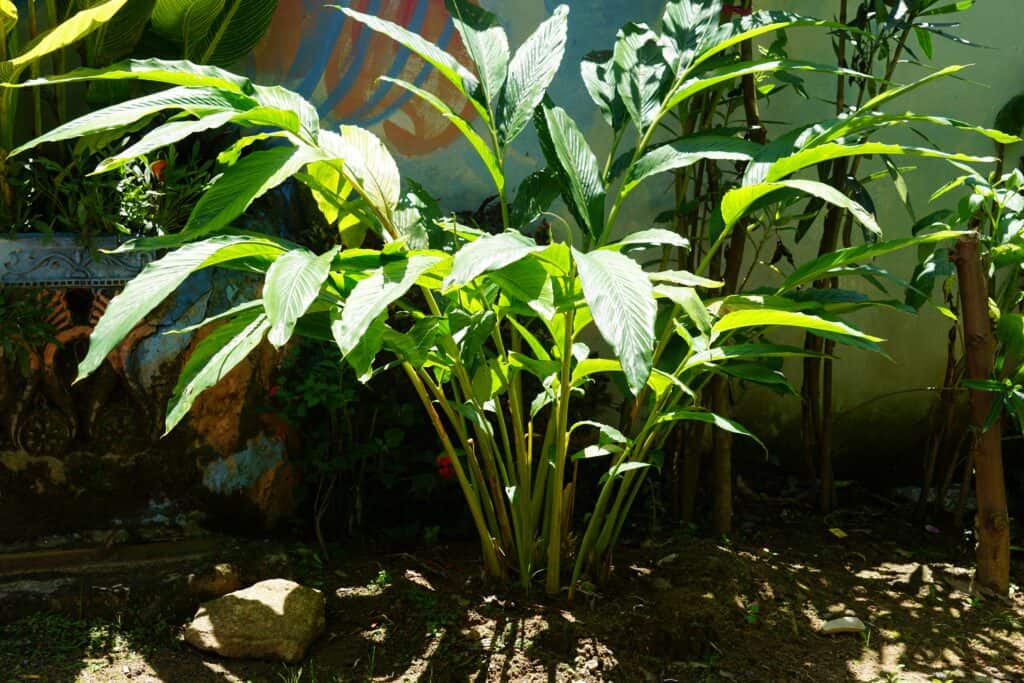 Elettaria cardamomum, green cardamom