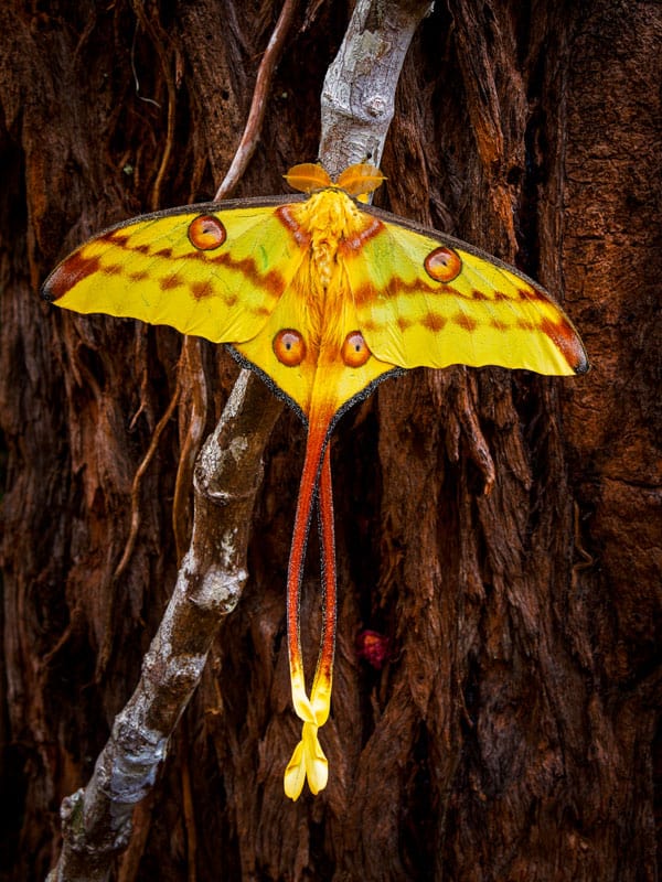 Madagascan Moon Moth