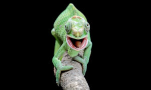 Watch the World’s Bravest Chameleon Bite a Venomous Snake Picture