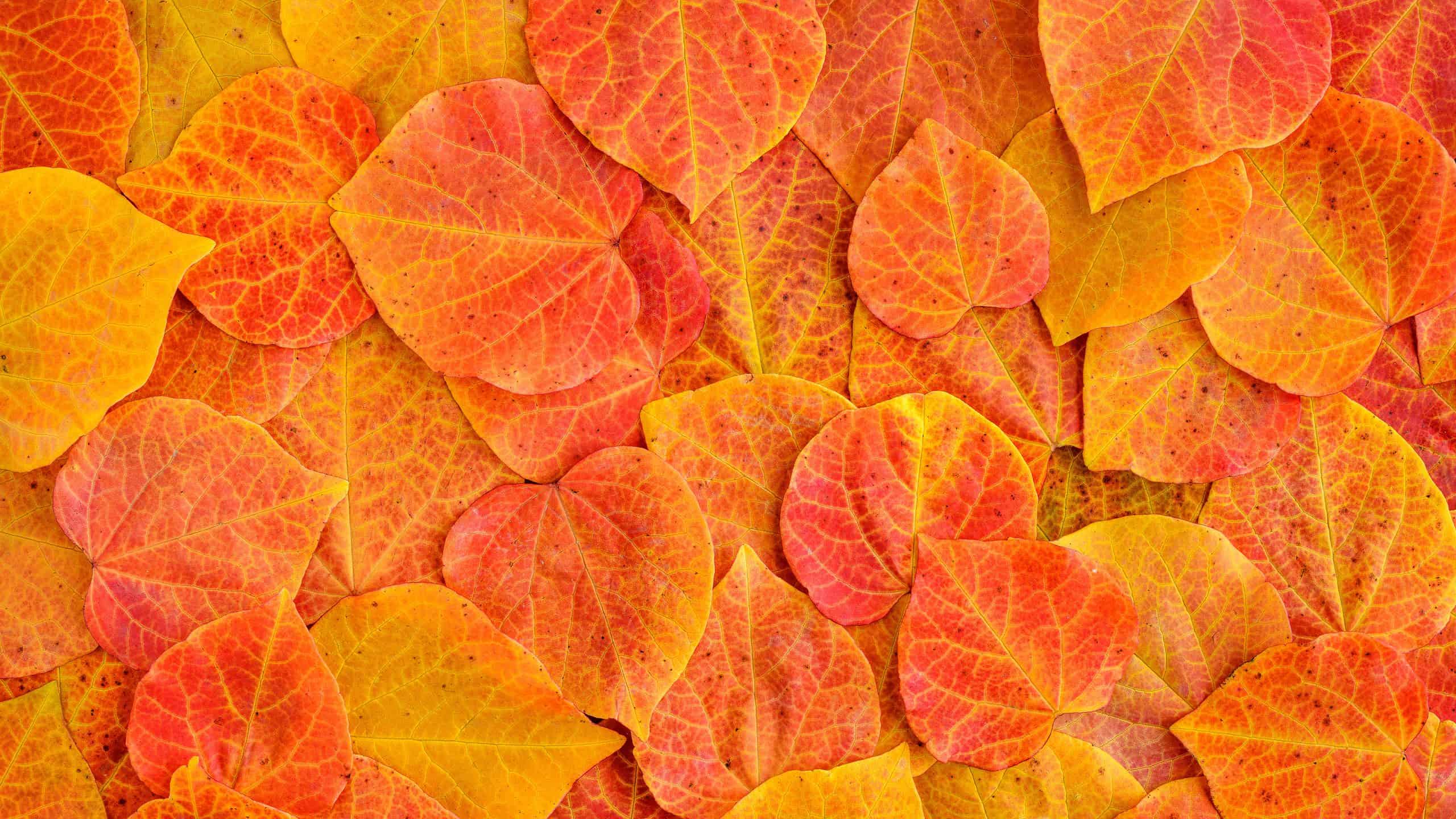 Redbud leaves in oranges, yellows, and reds