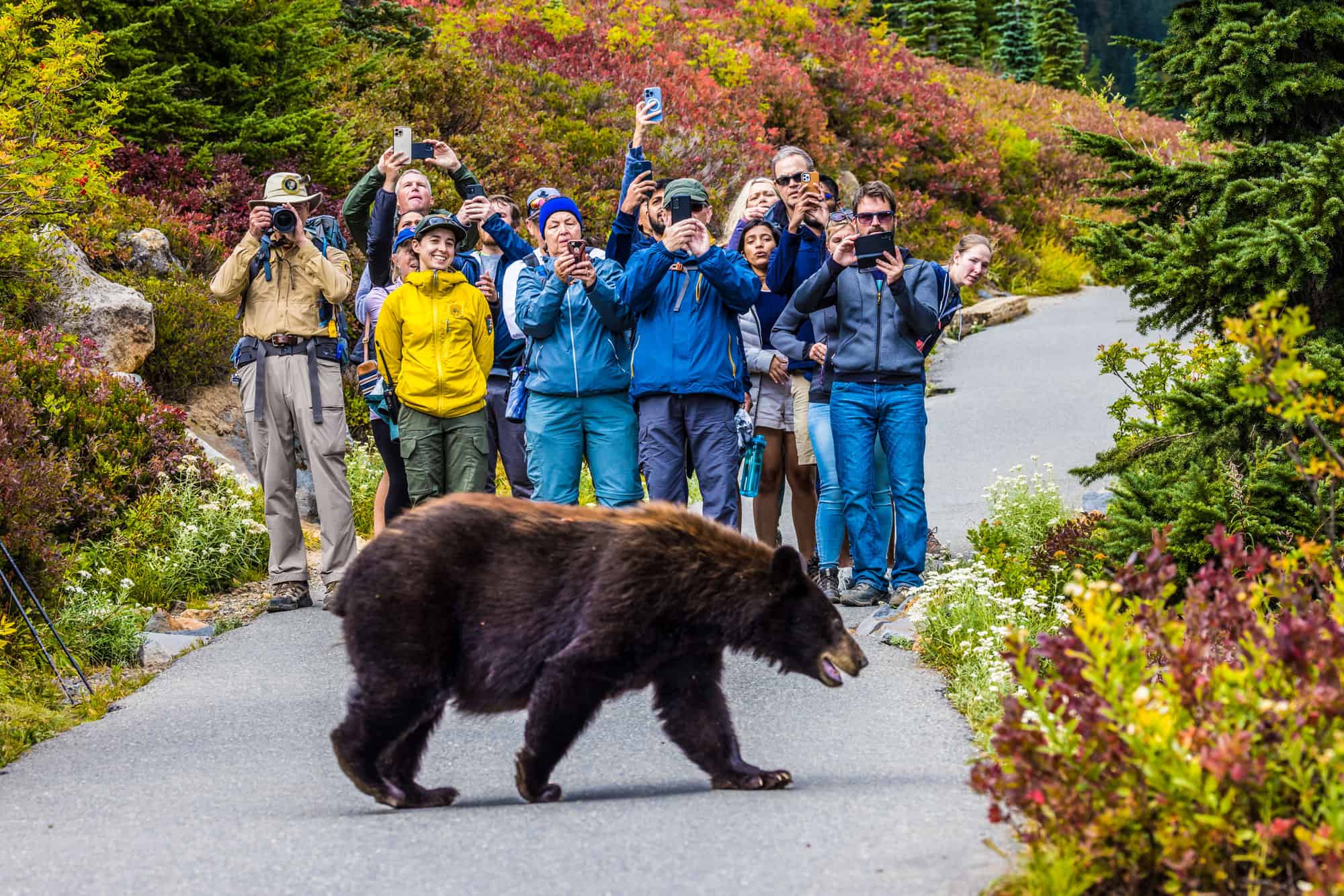 Where Do Black Bears Live in Washington State? AZ Animals