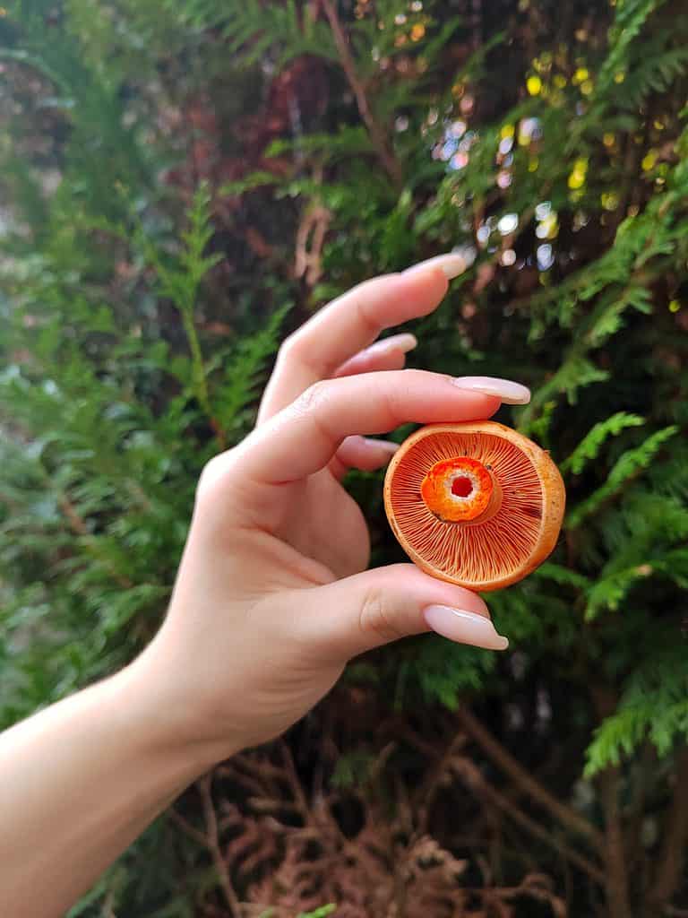Hand holding red pine mushroom up to reveal underside