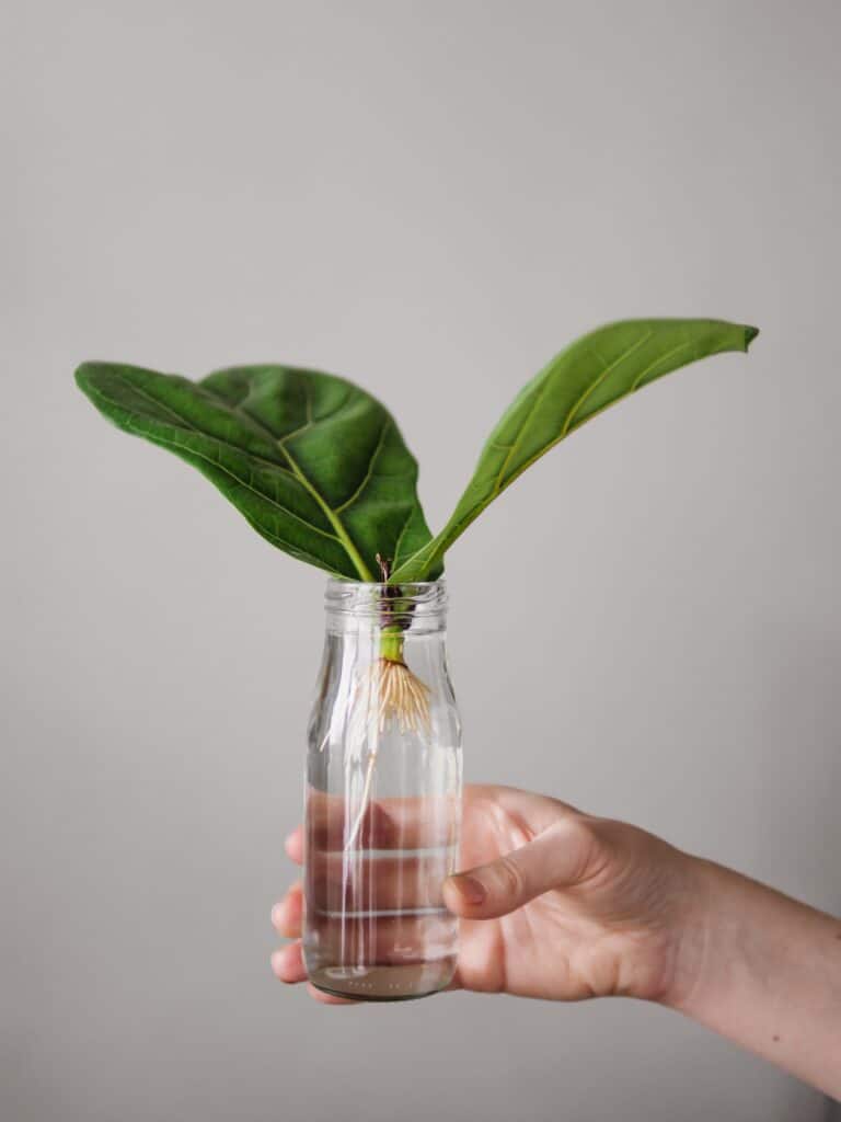 a light skinned hand, frame right, is holding  clear glass bottle, center frame,  with water and cutting with two leaves of ficus lyrata with white roots isolate white backgtround.