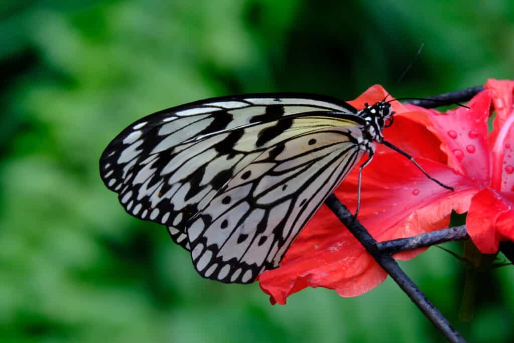 Butterfly attracted to a red hibiscus flower for its nectar
