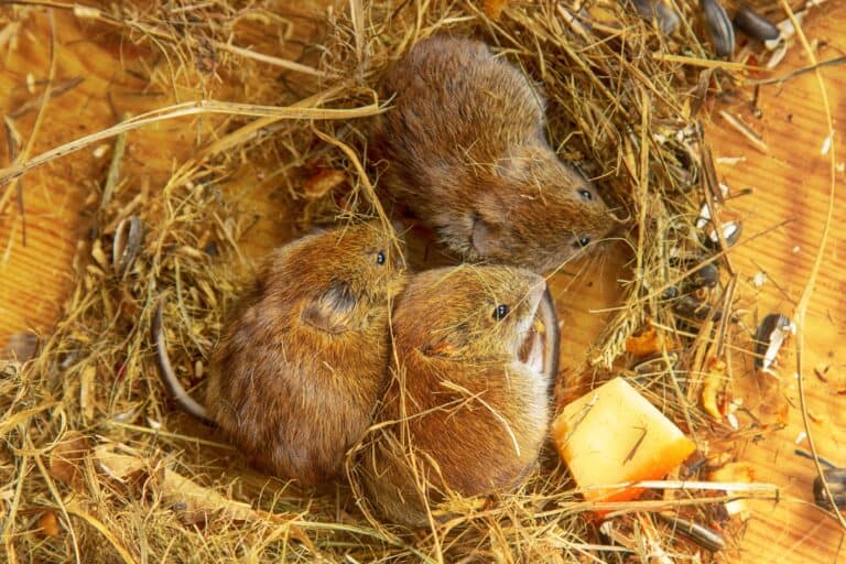 Several voles sharing a nest